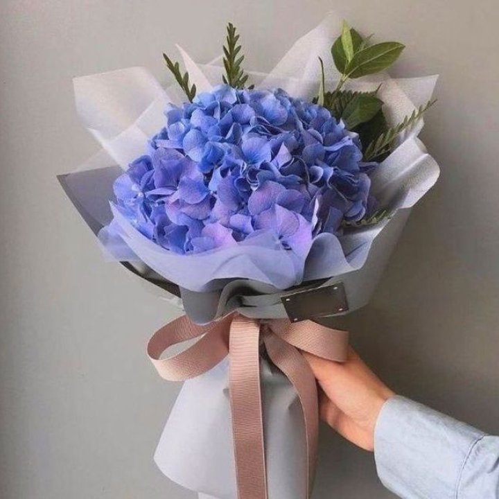 Гортензия голубая в Волгограде