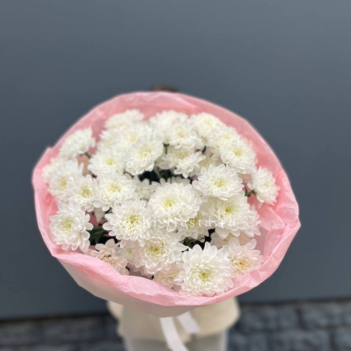  5 хризантем  в Волгограде