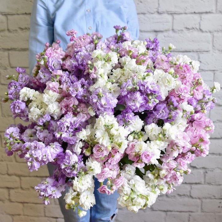 Облако маттиол в Волгограде