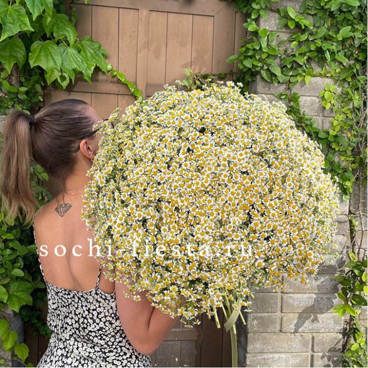 101 ромашка в Волгограде