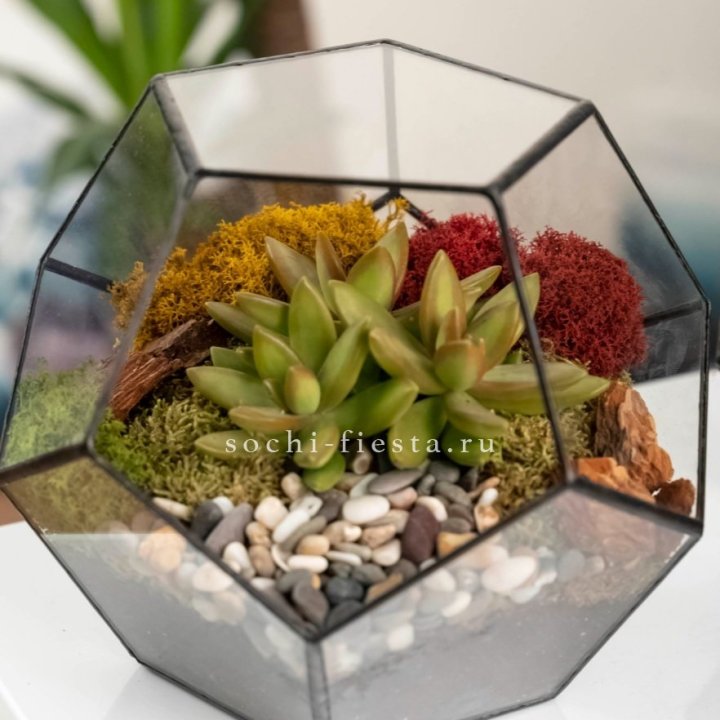 Флорариум “Додекаэдр” с суккулентом Седум в Волгограде