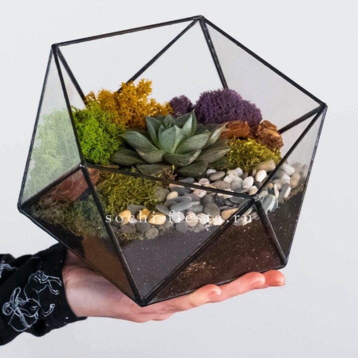 Флорариум “Икосаэдр” с суккулентом Каменная Роза в Волгограде
