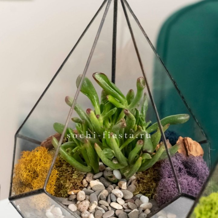 Флорариум “Капля” с суккулентом Крассула Хоббит в Волгограде