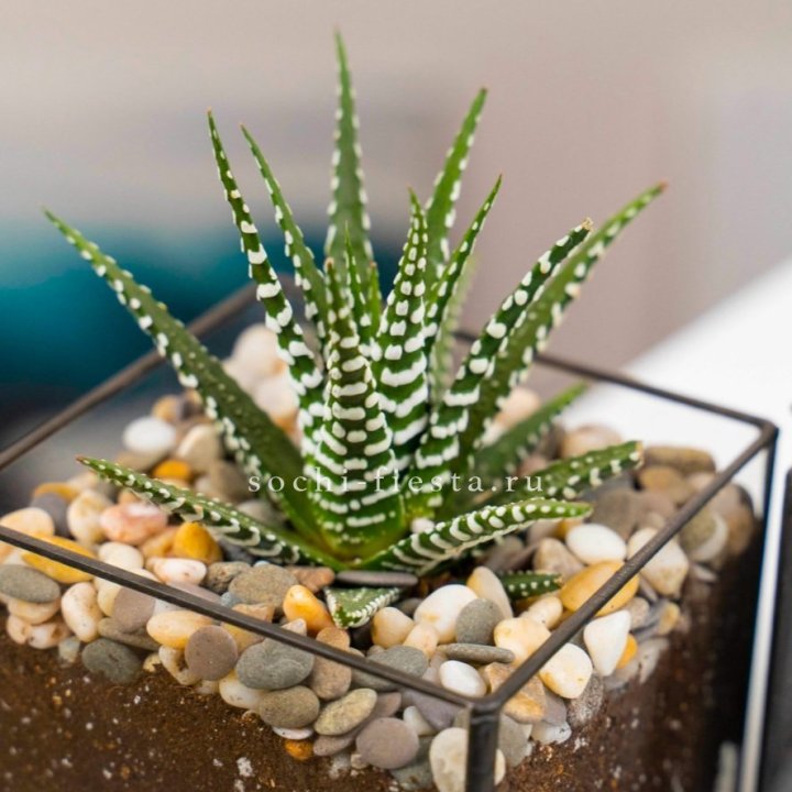 Флорариум Кубик с суккулентом Хавортия в Волгограде