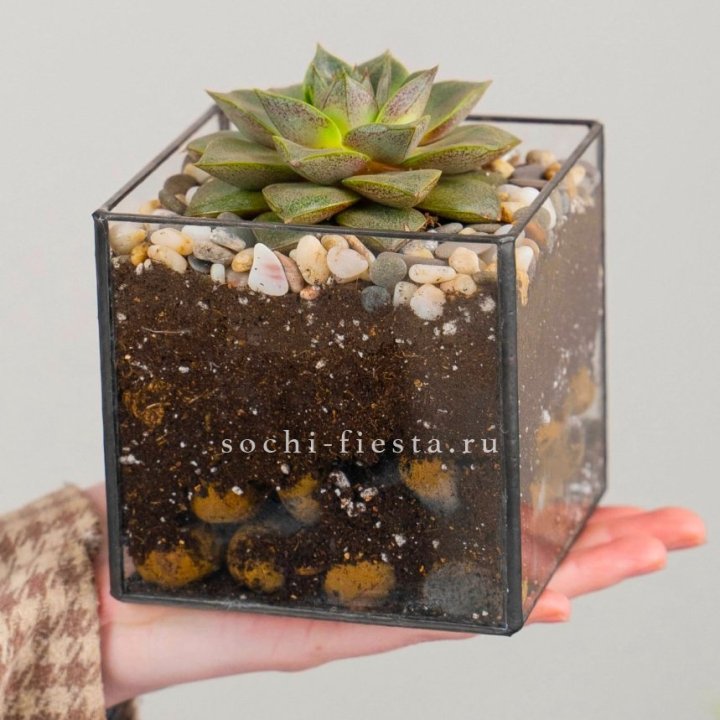 Флорариум Кубик с суккулентом Каменная роза в Волгограде