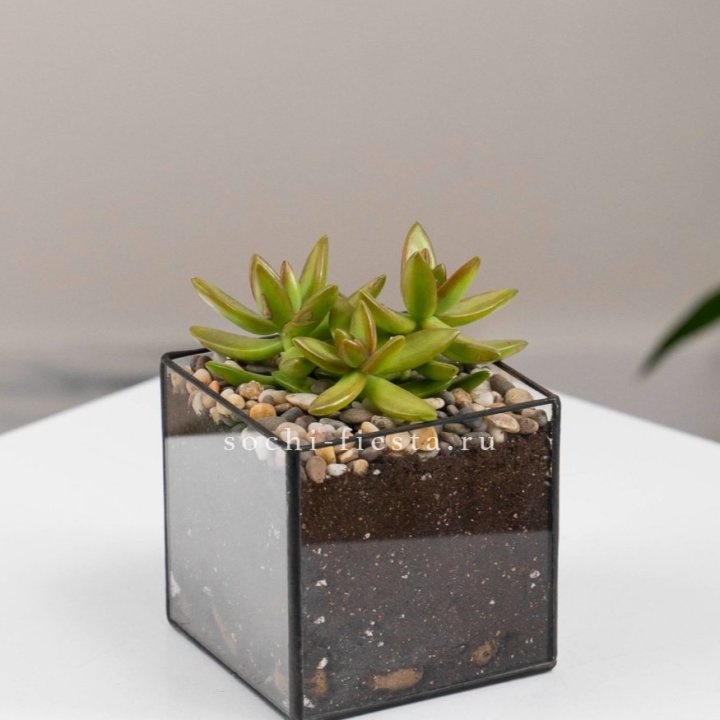 Флорариум Кубик с суккулентом Седум в Волгограде