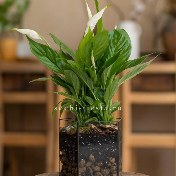 Спатифиллум в кашпо Пятиугольник в Волгограде