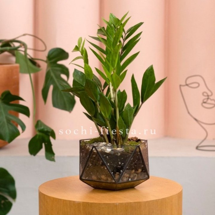 Замиокулькас в кашпо Икосаедр в Волгограде