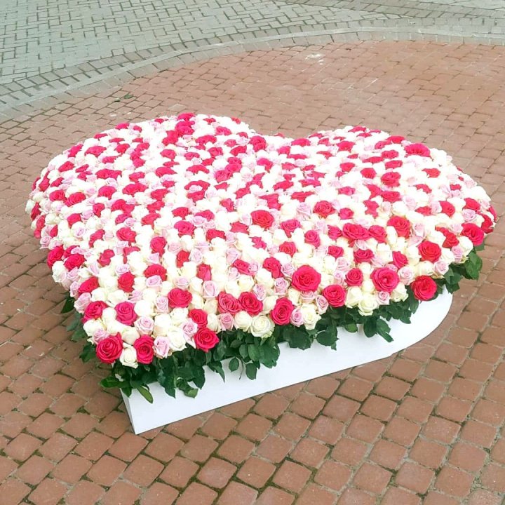 555 роза  в Волгограде