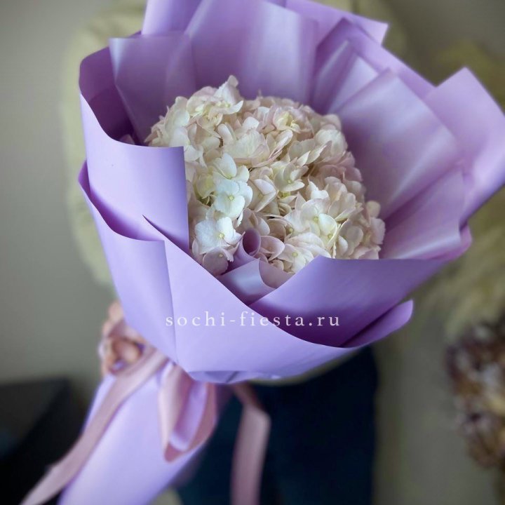 Гортензия розовая в Волгограде