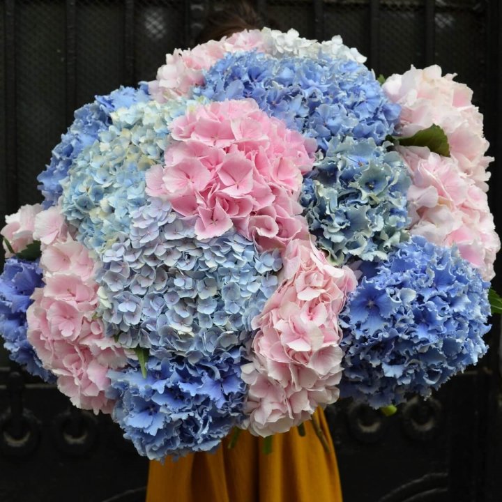 Букет гортензий "Фонтан" в Волгограде