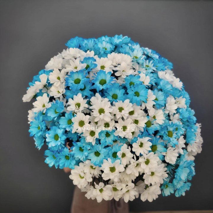  Букет хризантем микс в Волгограде