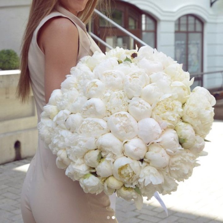 51 белый пион в Волгограде