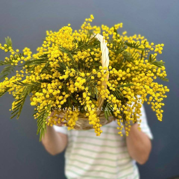 Весенняя корзина мимозы в Волгограде