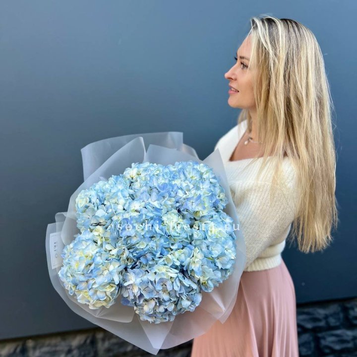 7 голубых гортензий в Волгограде