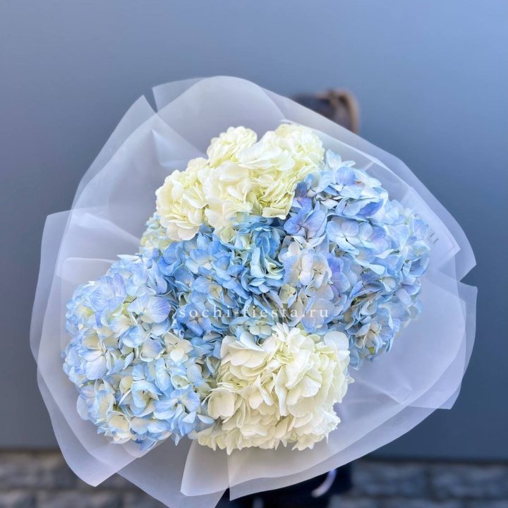 5 бело-голубых гортензий в Волгограде