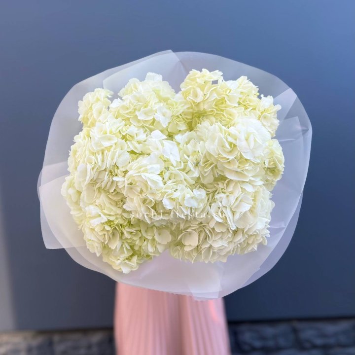 7 белых гортензий в Волгограде