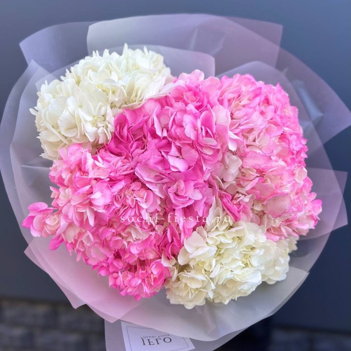 5 бело-розовых гортензий в Волгограде