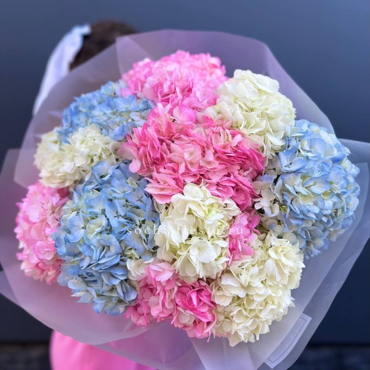 11 гортензий микс в Волгограде