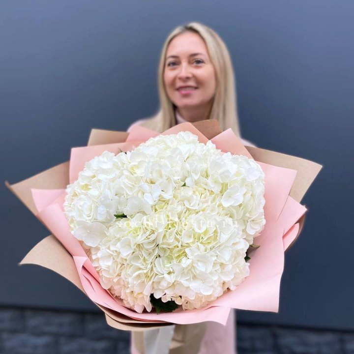 Гортензия белая в Волгограде