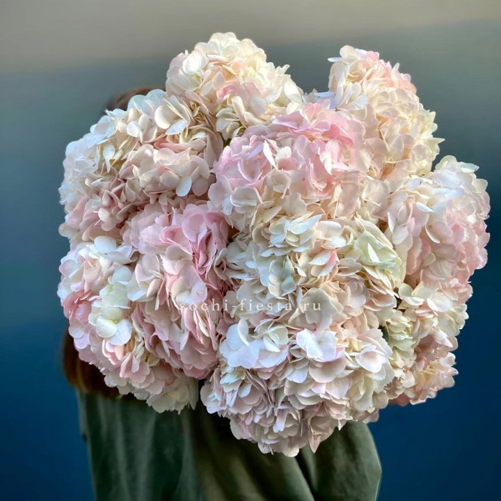 Охапка розовой гортензии в Волгограде