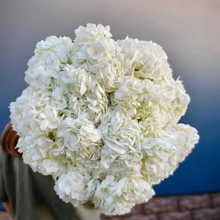 Охапка белой гортензии в Волгограде