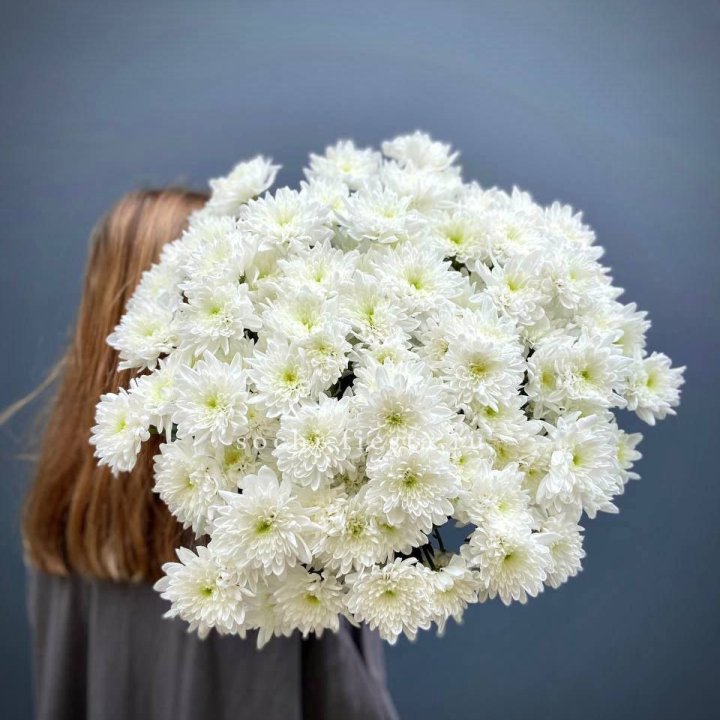 Охапка Хризантемы кустовой в Волгограде