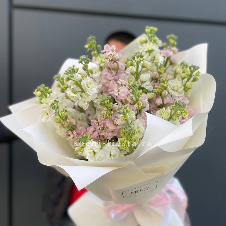 29 маттиол  в Волгограде