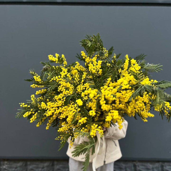 Охопка мимозы в Волгограде