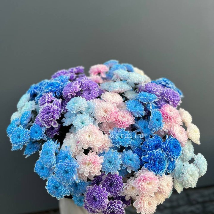 25 цветных хризантем в Волгограде