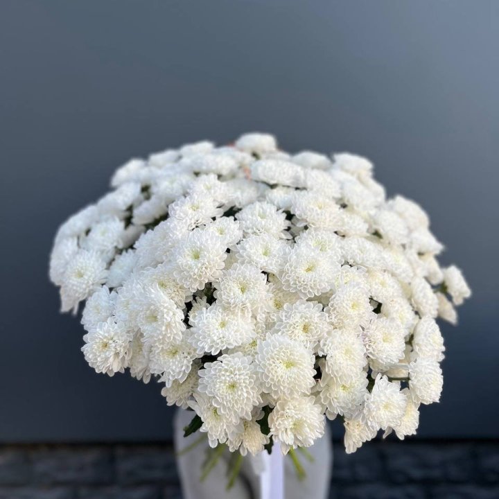  25 хризантем белых в Волгограде