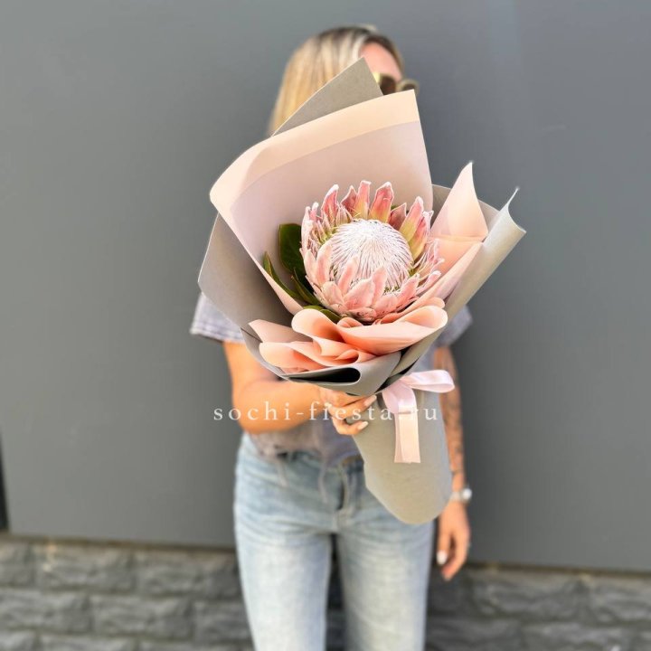 Протея мини  в Волгограде