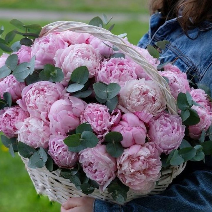 51 пион в корзине в Волгограде