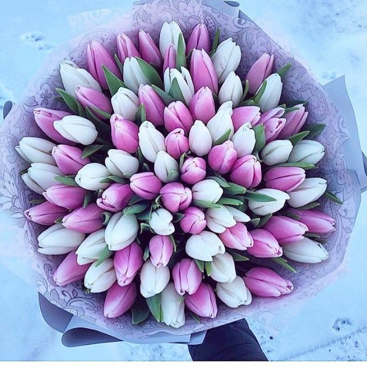 101 тюльпан "Лолипоп" в Волгограде